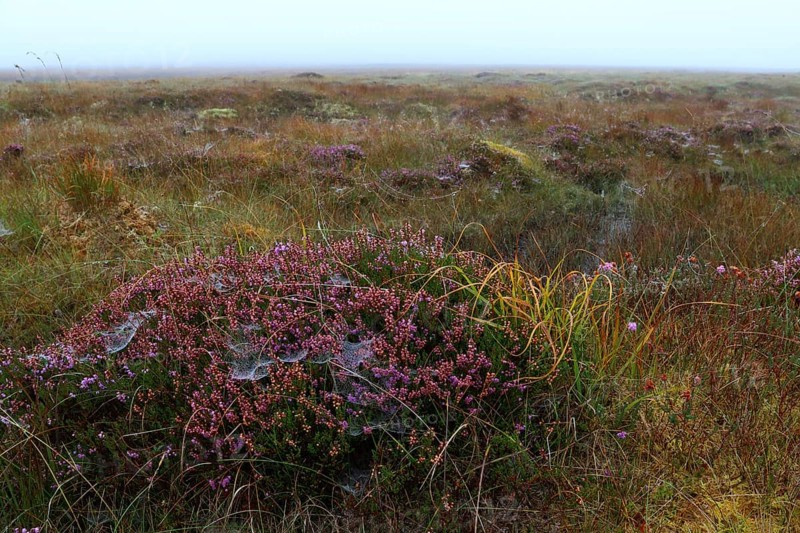 Peat bog, Isle of Lewis, Outer Hebrides, Scotland, United Kingdom, Europe