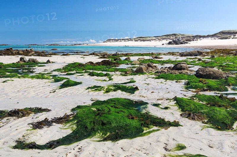 Seaweed on the beach on the Channel Island of Herm, UK
