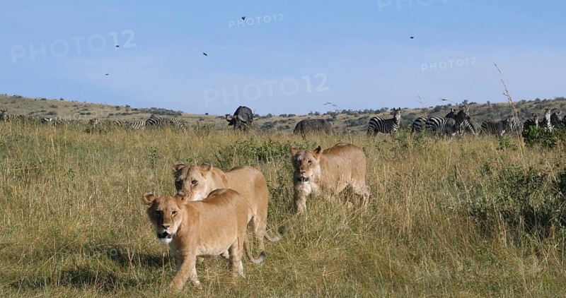 African Lion (panthera leo), Female hunting, Herd of Burchell Zebras, Tsavo Park in Kenya