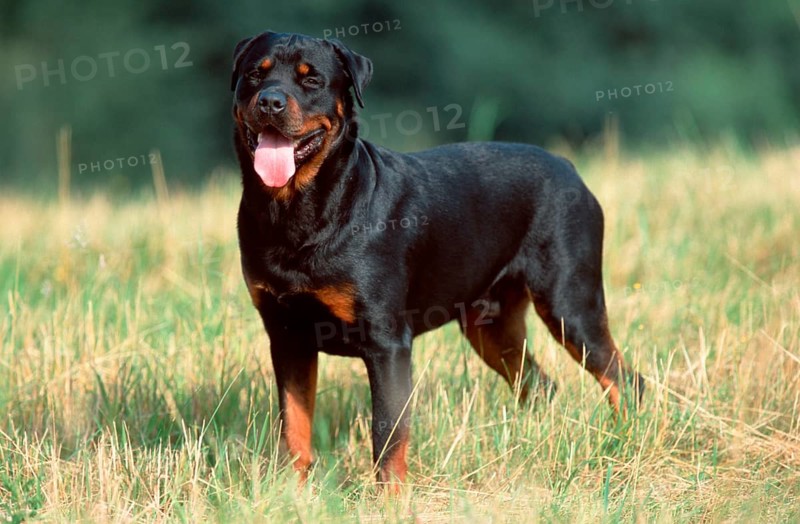 Rottweiler