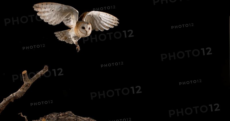 Barn Owl (tyto alba), Adult in flight, Normandy