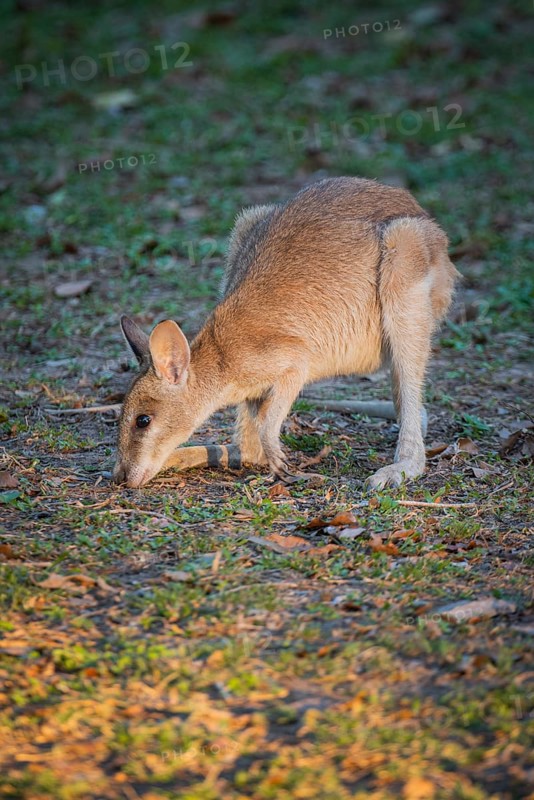 Agile Wallaby (Notamacropus agilis), Mary River National Park, Northern Territory, Australia, Oceania