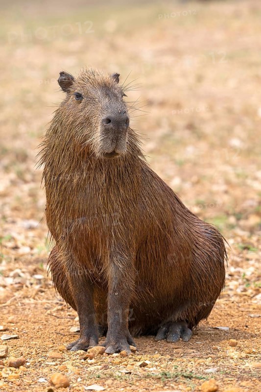 Capybara or capybara (Hydrochoerus hydrochaeris), frontal, eye contact, Pantanal, inland, wetland, UNESCO Biosphere Reserve, World Heritage Site, wetland biotope, Mato Grosso, Brazil, South America