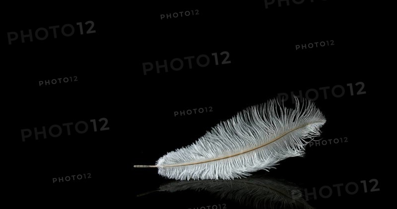 White Feather Falling against Black Background, Normandy