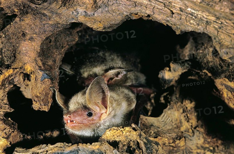 Mouse-Eared Bat (myotis myotis), Adult standing in Stock