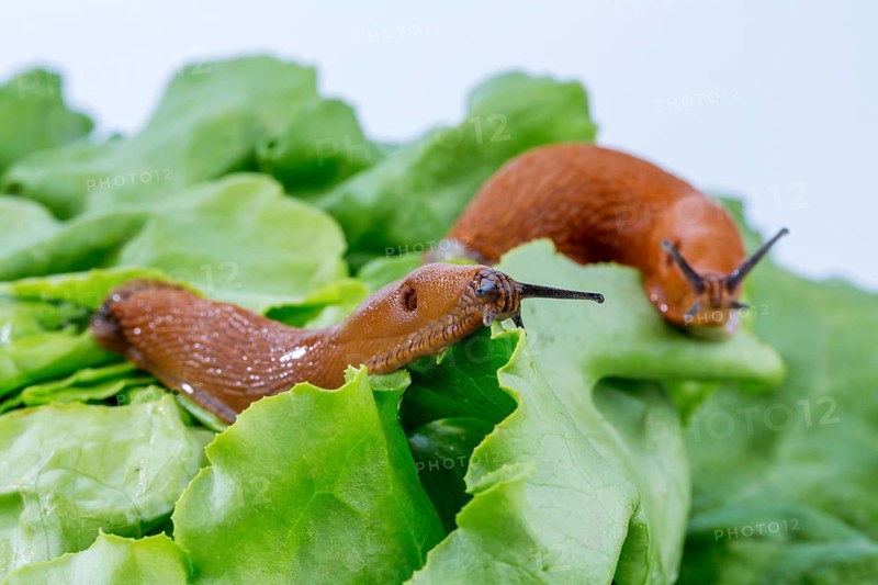 A slug in the garden eats a lettuce leaf. Snail plague in the garden Austria
