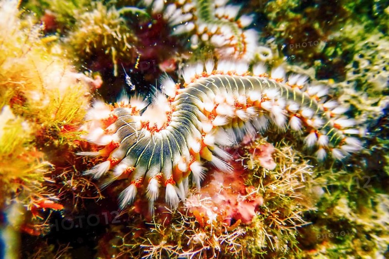 Bearded Fireworm (Hermodice carunculata) Underwater Mediterranean Sea