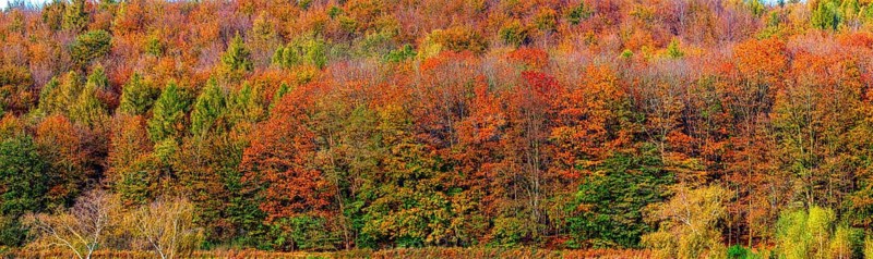 Autumn coloured trees, autumn forest in Lipperland, panoramic photo, Kalletal, North Rhine-Westphalia, Germany, Europe
