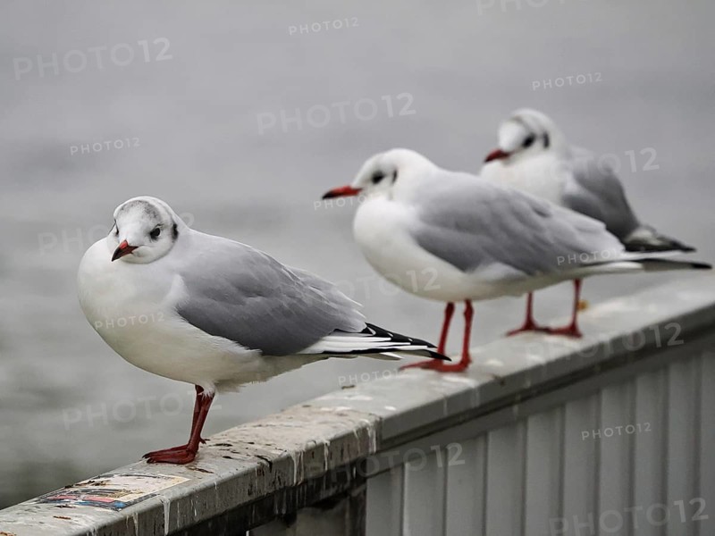 Seagulls (Larinae) on the Rhine, close-up, blurred background, Cologne, Germany, Europe