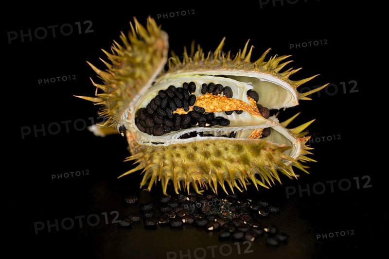 Opened seedpod with seeds of a poisonous (datura), studio photograph with black background