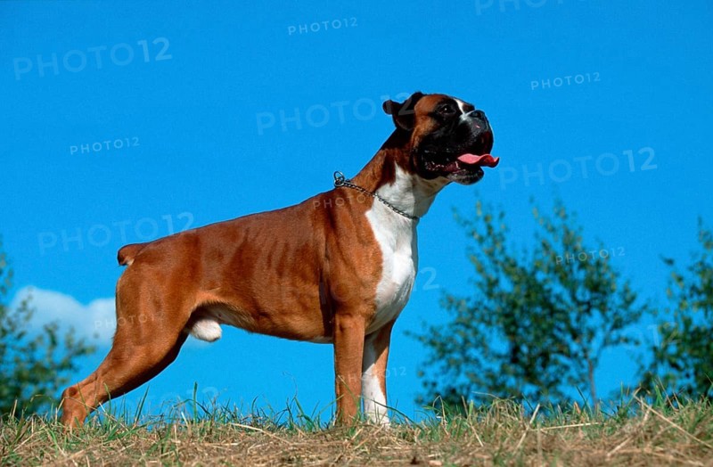 German Boxer, yellow, German Boxer, outside, outdoor, side, male, tail docked, dock, bob