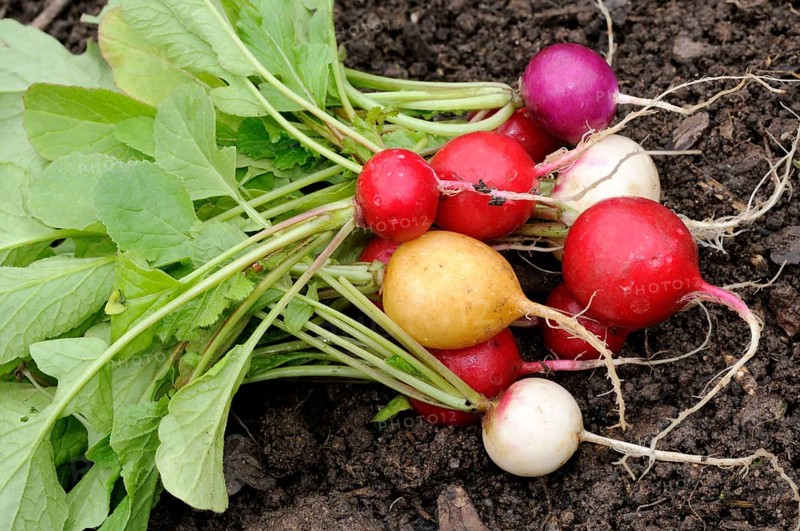 Radish (Raphanus sativus var. sativus)
