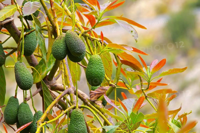 Avocado am Baum, many fresh avocado fruits on the tree in an orchard