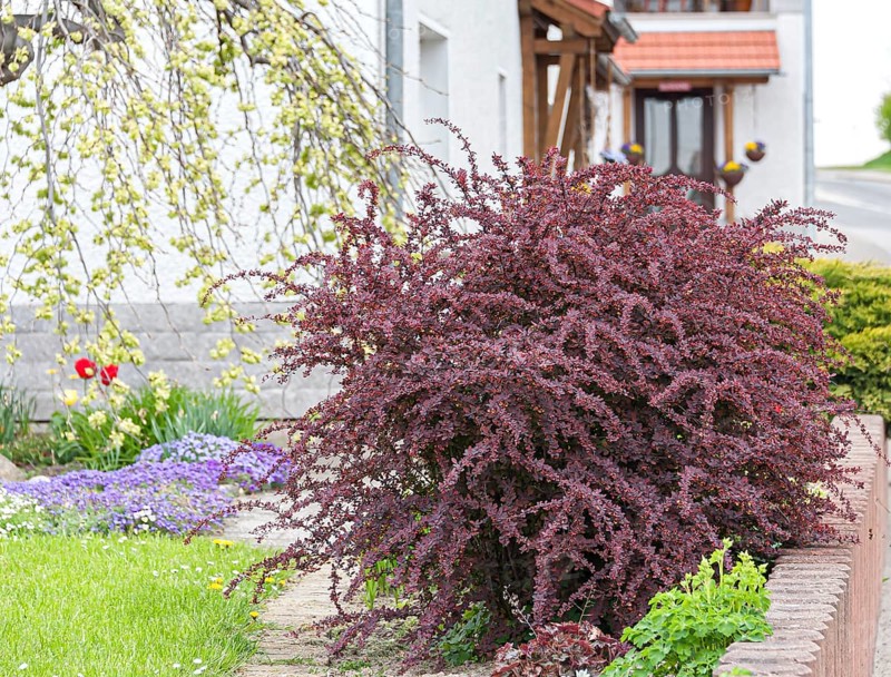 Blood barberry (Berberis thunbergii 'Atropurpurea')
