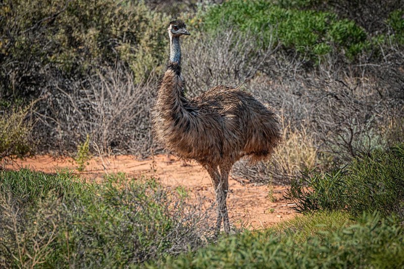 Emu (Dromaius novaehollandiae), adult, in its habitat, Kalbarri National Park, Western Australia, Australia, Oceania