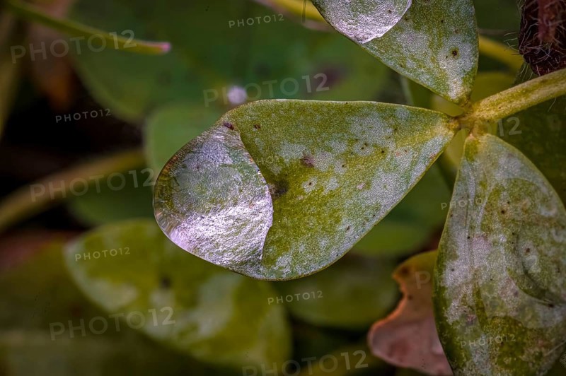Macro photograph of a green clover leaf (Trifolium) with water droplets, Jena, Thuringia, Germany, Europe