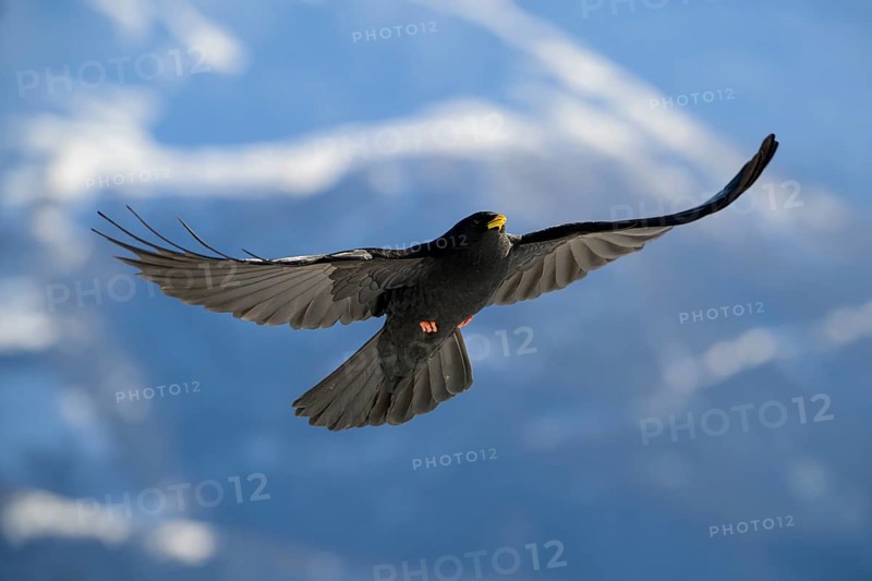 Alpine chough (Pyrrhocorax graculus) in flight, Belalp, Naters, Brig, Canton Valais, Switzerland, Europe