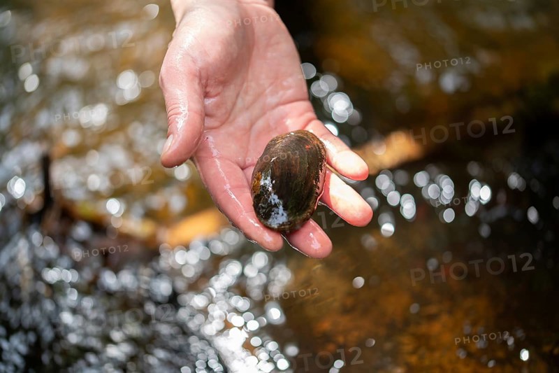 Freshwater pearl mussel (Margaritifera margaritifera), aufHand, Eifel, North Rhine-Westphalia, Germany, Europe