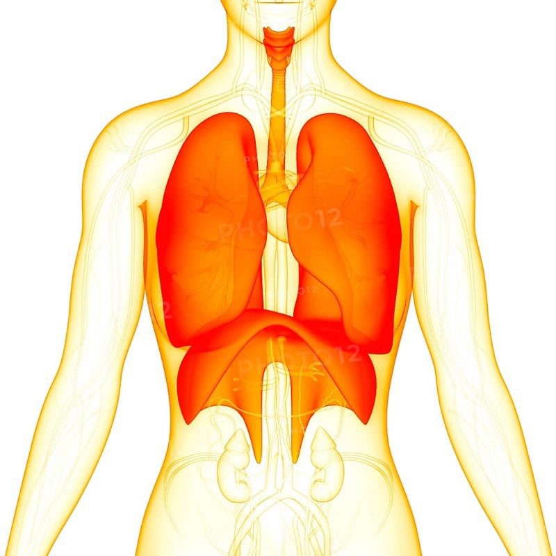 3D Illustration Concept of Human Respiratory System Lungs with Diaphragm Anatomy
