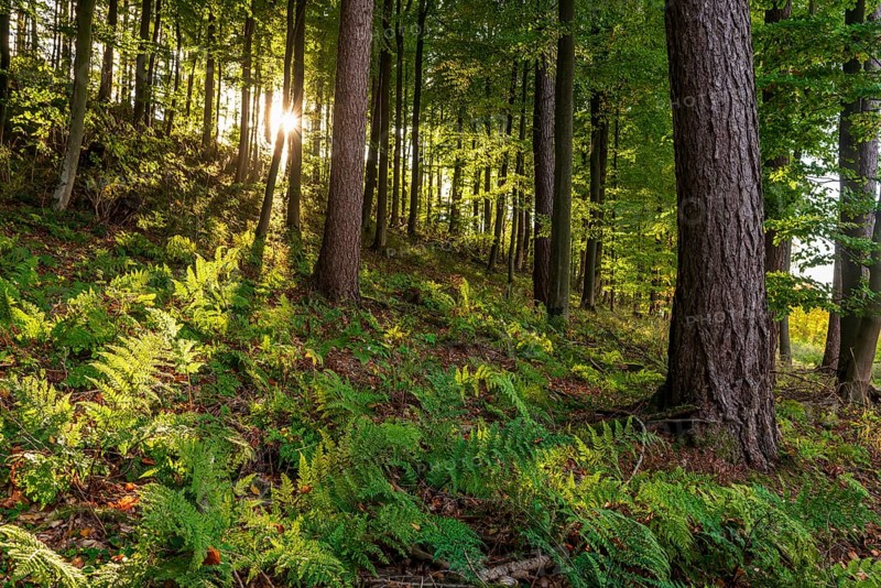 Sunbeams break through a dense forest with mixed trees and illuminate ferns on the ground, Lügde, Teutoburg Forest, North Rhine-Westphalia, Germany, Europe