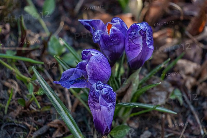 Violet crocuses still partially closed in a garden soil, Weseke, Borken, Westphalia, Germany, Europe