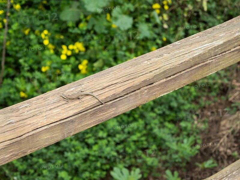Lizard on a wooden beam, near Arzachena, Sardinia, Italy, Europe