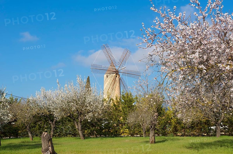 Restaurant in windmill, Santa Maria del Cami, Majorca, Balearic Islands, Spain, almond blossom, almond tree, almond trees, Europe