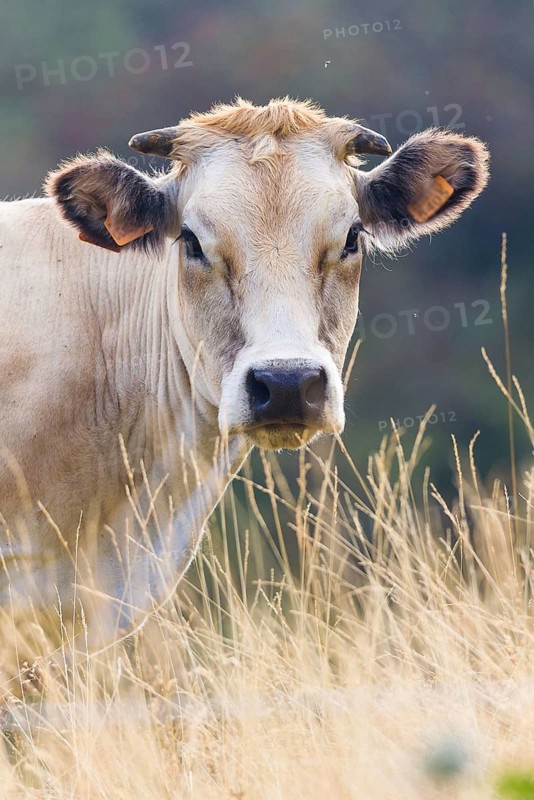 Cow in Prato Nevoso, Piedmont, Italy, Europe