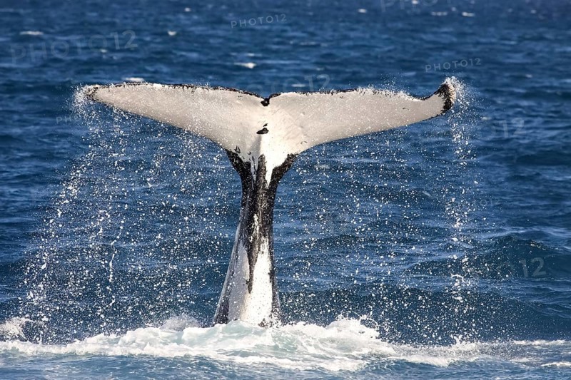 Humpback whale fluke diving, Hervey Bay, Queensland