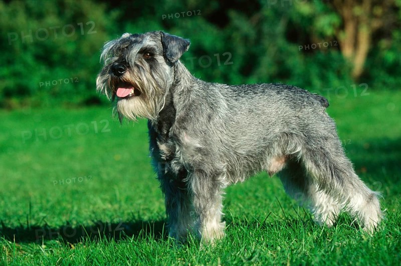 Miniature Schnauzer, Pepper-and-Salt