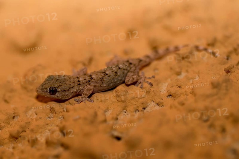 A 3 cm long juvenile of the wall gecko at night on the wall in side view