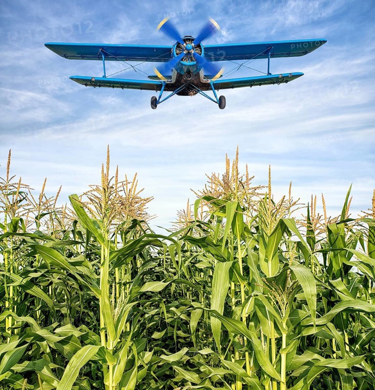 biplane over a maize field