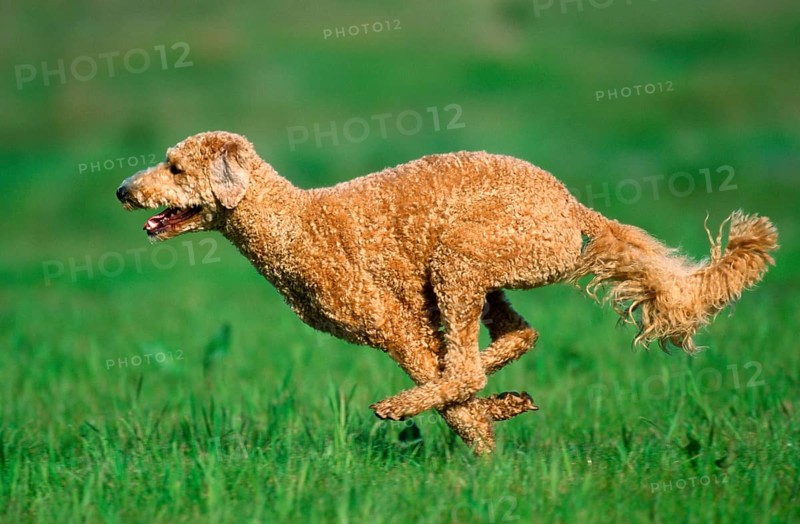 Large Poodle, apricot, shorn, King Poodle, lateral