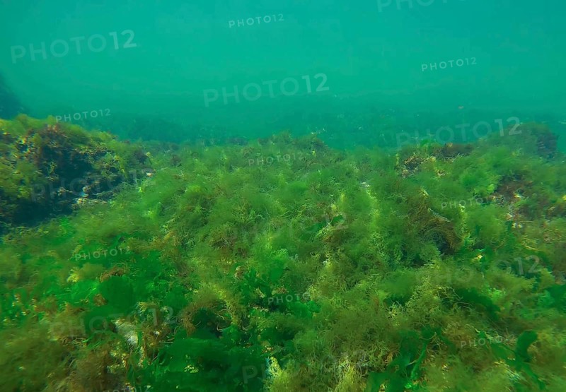 Rock reef covered with green algae Sea Lettuces (Ulva maeotica) in Black sea, Odessa, Ukraine, Europe