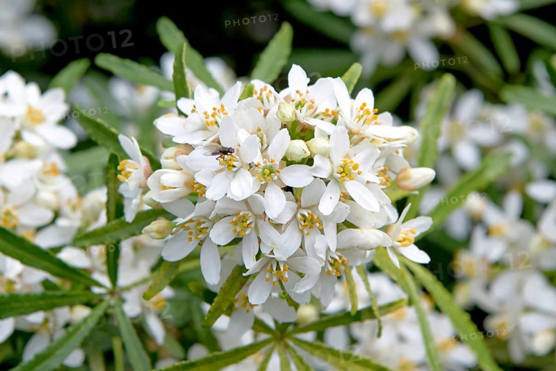 Starleaf (Choisya × dewitteana WHITE DAZZLER)