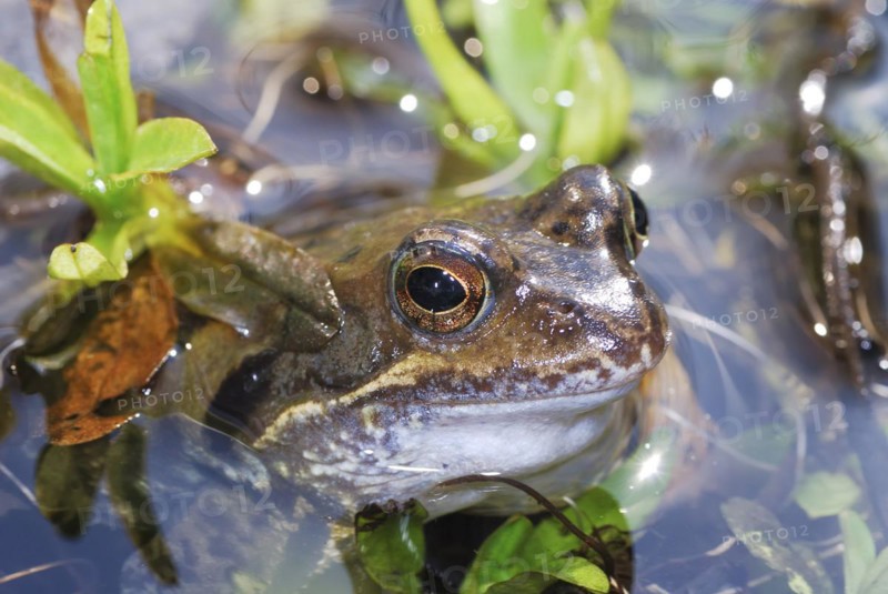 Grass frog lying in the water