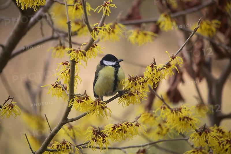 Great tit (Parus major) on witch hazel