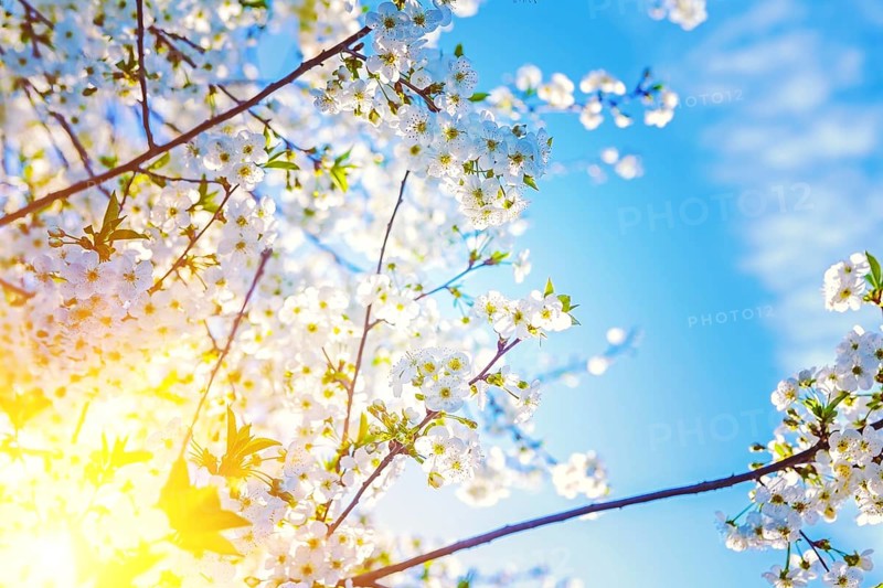 Sun translucent through twigs of cherry tree floral background instagram stile
