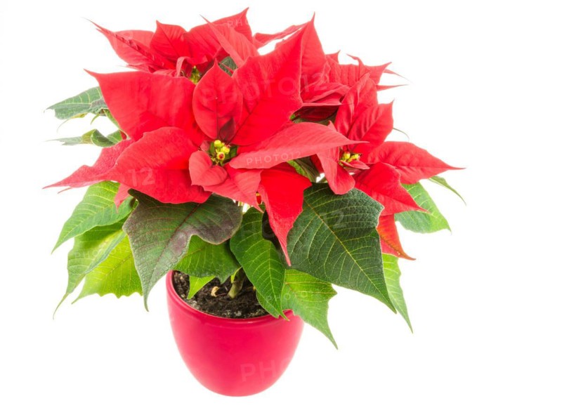 Isolated poinsettia (Euphorbia pulcherrima) flower