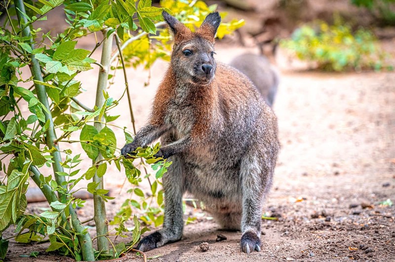 A kangaroo (Macropodidae) stands on the ground and eats green leaves. The environment is natural and green, Eisenberg, Thuringia, Germany, Europe