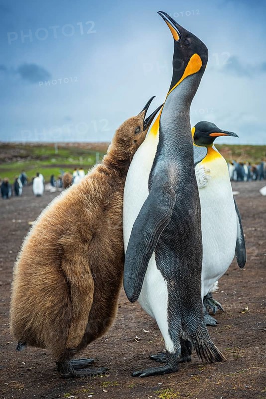 King penguins (Aptenodytes patagonicus), juvenile begging for food, Volunteer Point, Falkland Islands, Great Britain, South Atlantic, South America