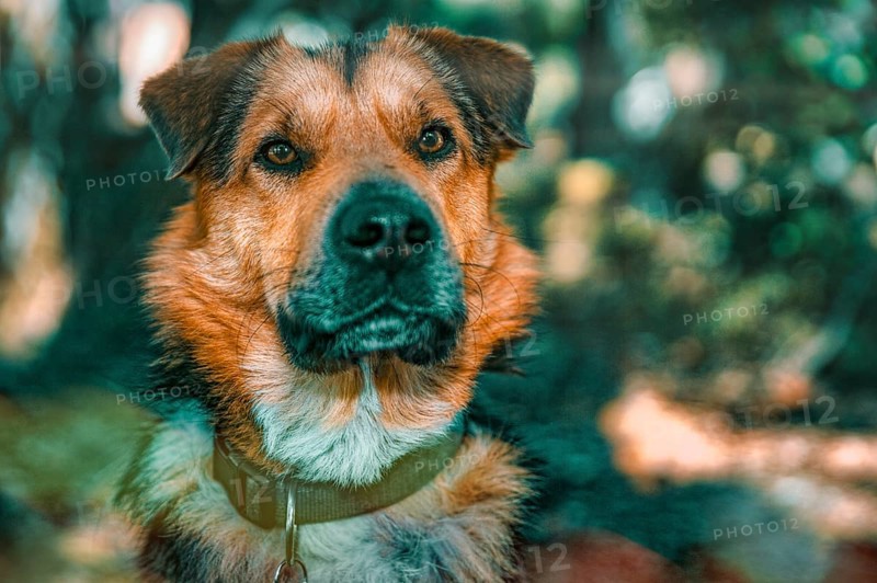 Young shepherd dog, head, portrait, camera view, forest, Möllendorf, Brandenburg, Germany, Europe