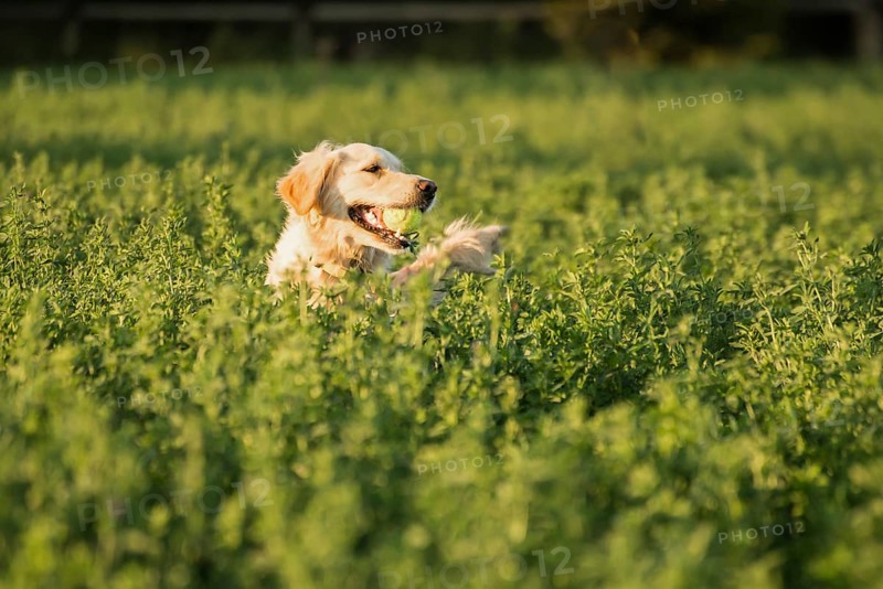 Golden Retriever in the farmland fodder, fetching the tennis ball that was thrown that way