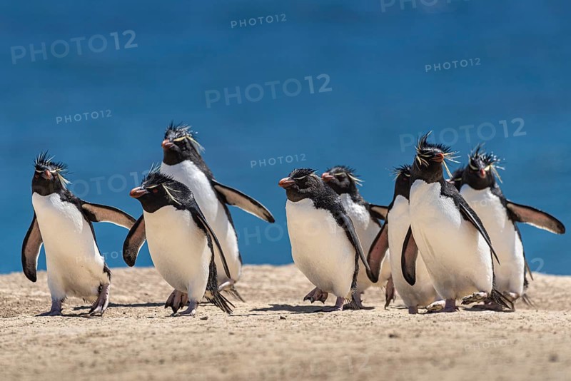 Rockhopper penguins (Eudyptes chrysocome) on the way to their colony, Pebble Island, Falkland Islands, Great Britain, South Atlantic, South America