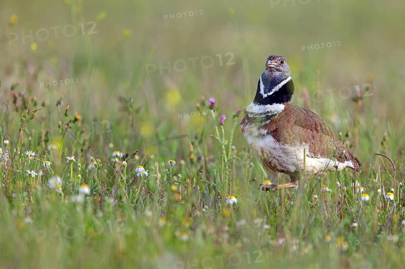Little bustard (Tetrax tetrax) Outarde canepetière, Sisón Común, Hides De Calera / Great Bustard, Calera Y Chozas, Castilla La Mancha / Toledo, Spain, Europe