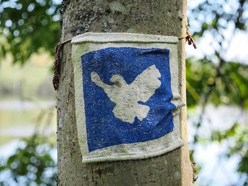Vintage image of a dove of peace, blurred background, North Rhine-Westphalia, Germany, Europe