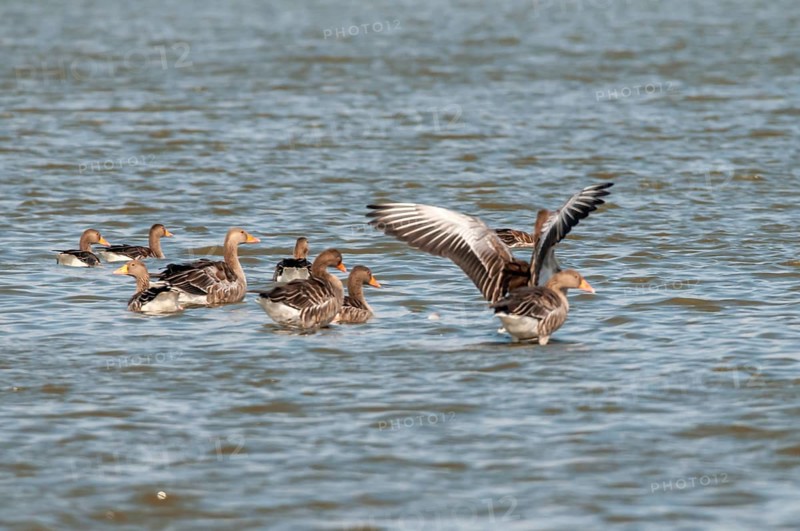 Grey geese in the nature reserve
