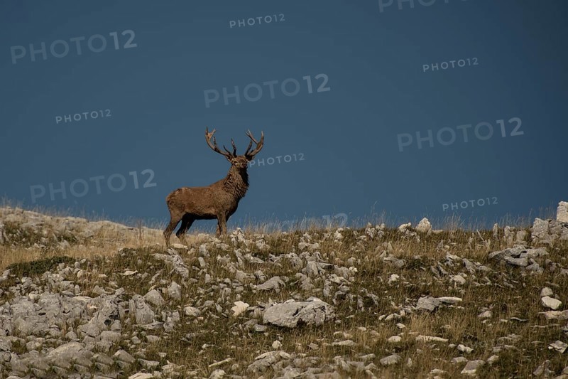 Cervus elaphus, Abruzzo National Park, Italy, Europe