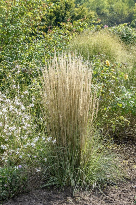 Striped riding grass (Calamagrostis × acutiflora 'Overdam'), Merkel family, Veitshöchheim, Bavaria, Germany, Europe