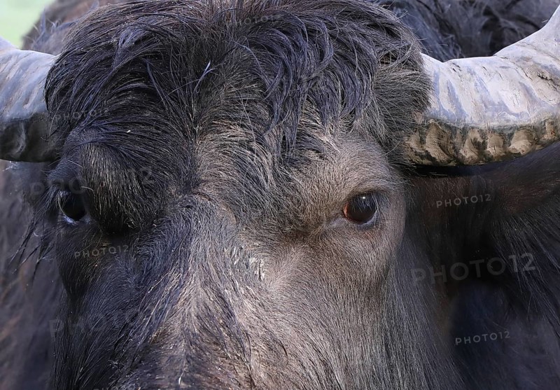 Water buffalo (Bubalus arnee) detail, eyes, Burghausen, Upper Bavaria, Bavaria, Germany, Europe